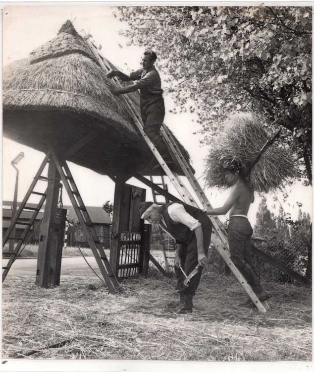 Three generations of Shelley thatchers together